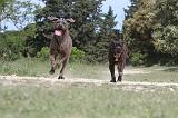 CANE CORSO 035